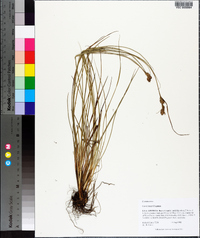 Carex tenax image