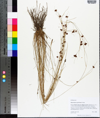Rhynchospora gracilenta image