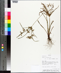 Cyperus diffusus image