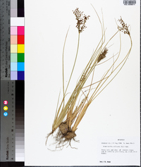 Fimbristylis miliacea image