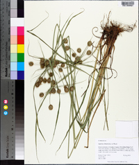 Cyperus echinatus image