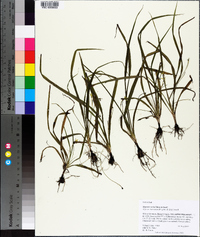 Hypoxis curtissii image