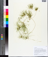 Websteria confervoides image