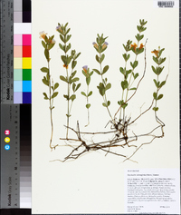 Dyschoriste oblongifolia image