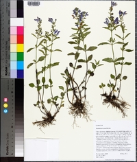 Scutellaria incana image