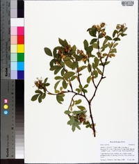 Rosa canina image