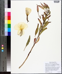 Oenothera glazioviana image