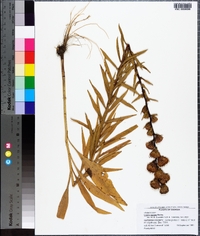 Liatris aspera image