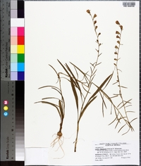 Liatris elegantula image