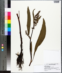 Rumex verticillatus image