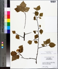 Crataegus viridis image