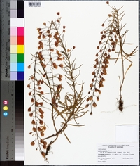 Liatris gracilis image