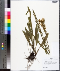 Solidago stricta image