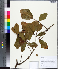 Quercus chapmanii image