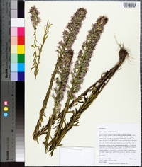 Liatris elegans image