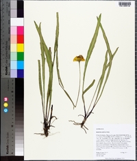 Balduina uniflora image