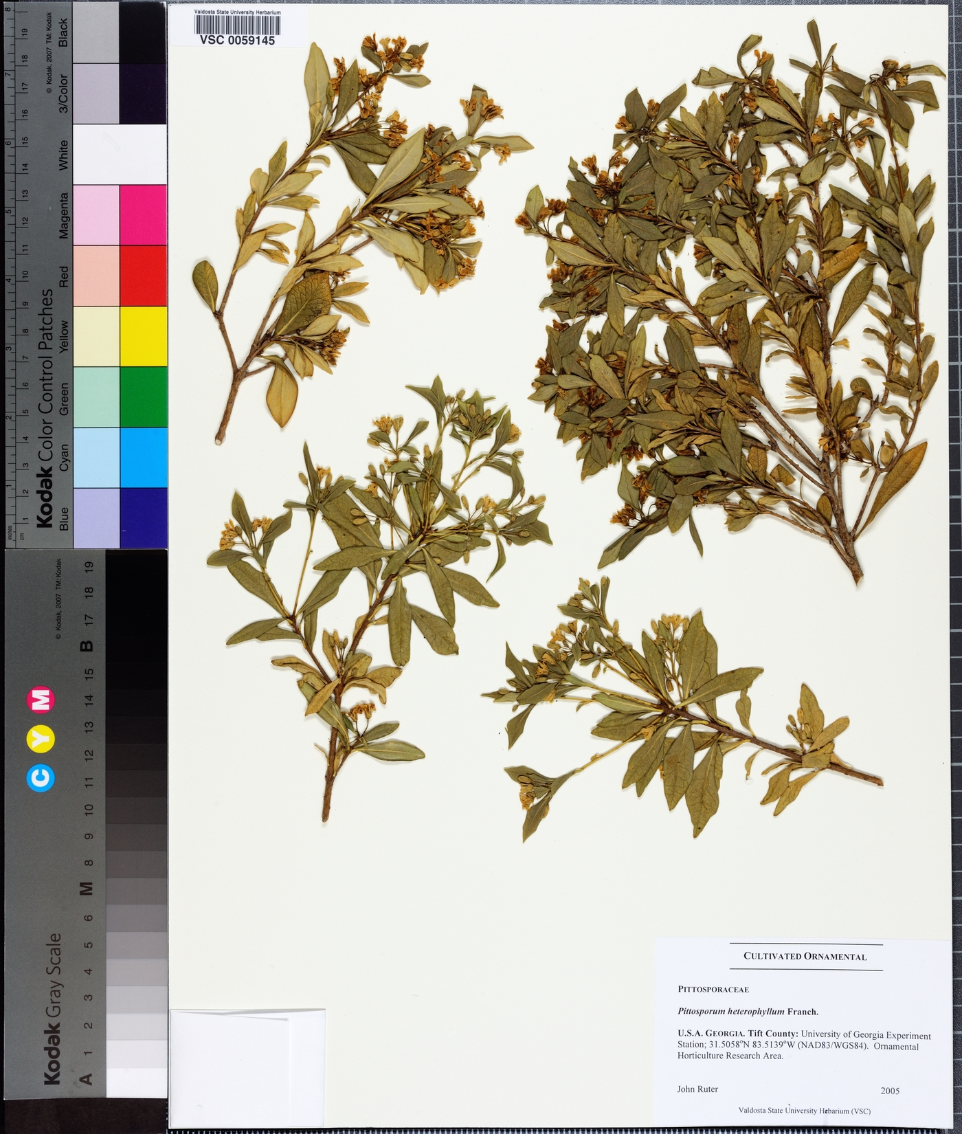 Pittosporum heterophyllum image