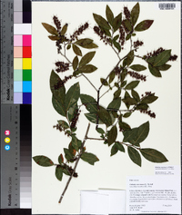 Leucothoe racemosa image