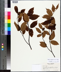 Betula alleghaniensis image