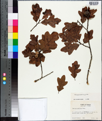 Quercus margarettae image