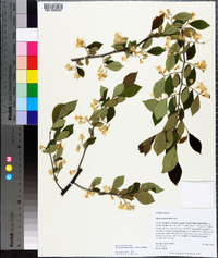 Styrax americanus image