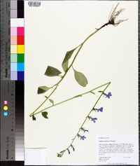 Lobelia georgiana image