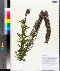 Liatris gracilis image