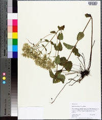 Eupatorium album image