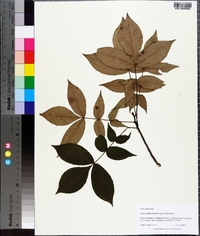 Carya pallida image