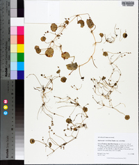 Hydrocotyle verticillata image