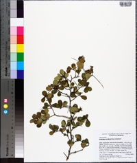 Crataegus uniflora image