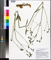Verbena brasiliensis image
