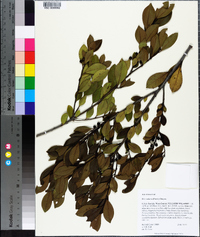 Ilex coriacea image