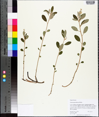 Croton argyranthemus image