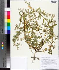 Chamaesyce hyssopifolia image