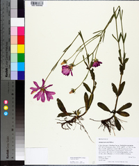 Sabatia bartramii image