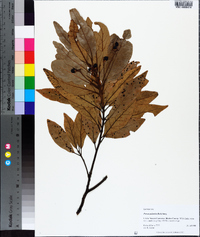 Persea palustris image
