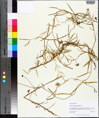 Cynanchum angustifolium image