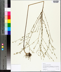 Linum medium image