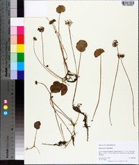 Hydrocotyle umbellata image