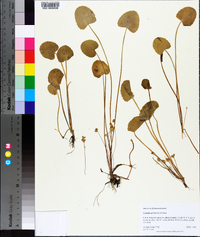 Centella asiatica image