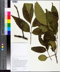 Fraxinus caroliniana image