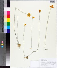 Utricularia cornuta image