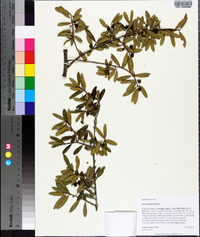 Ilex myrtifolia image