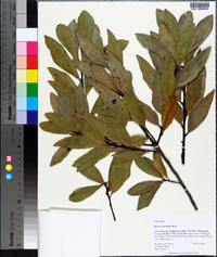 Quercus laurifolia image