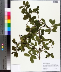 Viburnum obovatum image