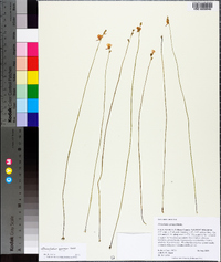 Utricularia juncea image