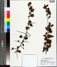 Crataegus uniflora image