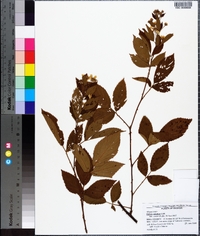 Rubus argutus image