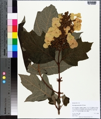 Hydrangea quercifolia image